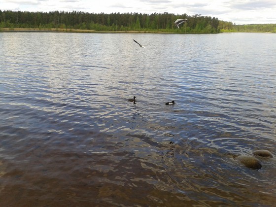 Другое: Пейзажы